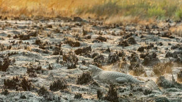 Br&auml;nde in Argentinien - &copy; Foto: Mat&iacute;as Rebak/Stiftung Rewilding Argentina/dpa