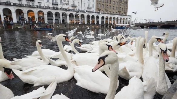 Hamburger Alsterschw&auml;ne werden ins Winterquartier gebracht - &copy; Foto: Georg Wendt/dpa