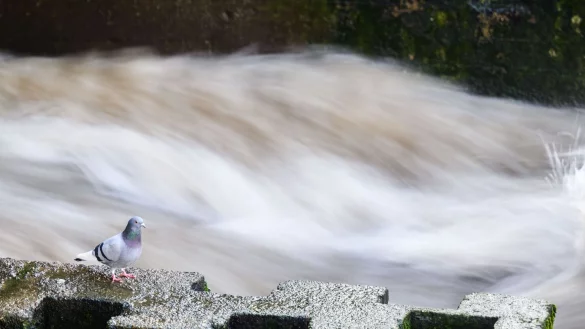 Steigende Flusspegel - &copy; Foto: Julian Stratenschulte/dpa