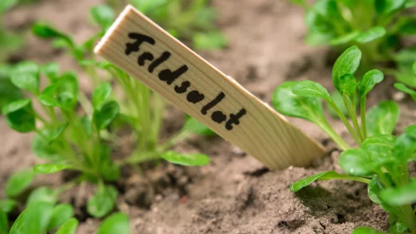 Feldsalat - &copy; Foto: dpa