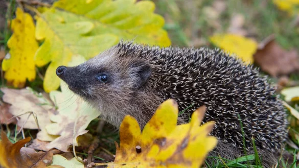 Igel im Laub - &copy; Foto: Patrick Pleul/dpa-Zentralbild