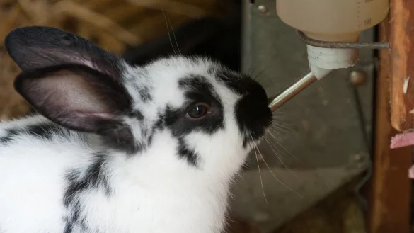 R&ouml;hrchen einer Nippeltr&auml;nke - &copy; Foto: Franziska Gabbert