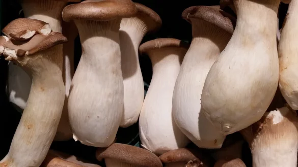 Kräuterseitlinge als Hauptzutat in einer Suppe. - © Pixabay