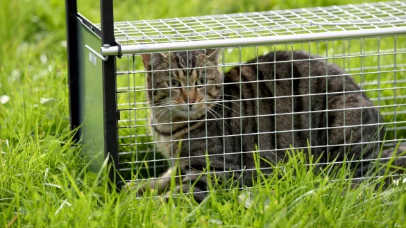 Gefangen: Eine Katze sitzt bei einer Vorführung in einer Lebendfalle – danach öffnet sich Tür wieder ganz schnell. - © Carsten Rehder/dpa