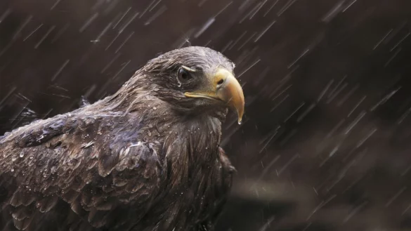 Seeadler - &copy; Foto: Ian McCarthy/Rspb/dpa