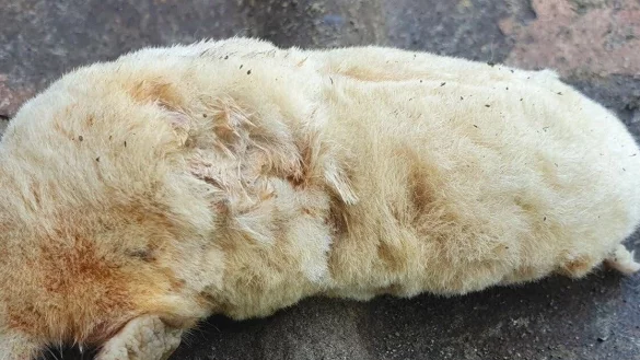 Seltener Fund in einem Bielefelder Garten. - &copy; Privat