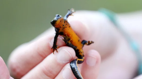 Bergmolch - &copy; Foto: Roland Weihrauch