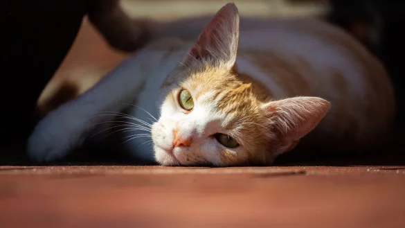 Katze - &copy; Foto: Mohssen Assanimoghaddam/dpa