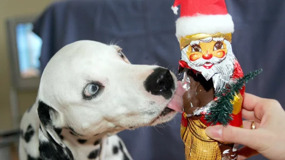 Schokolade verboten! - &copy; Foto: Marion Gr&ouml;ning