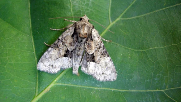 Helle Pfeifengras-Grasb&uuml;scheleule (Pabulatrix pabulatricula). - &copy; Julian Bittermann/Universit&auml;t W&uuml;rzburg/dpa