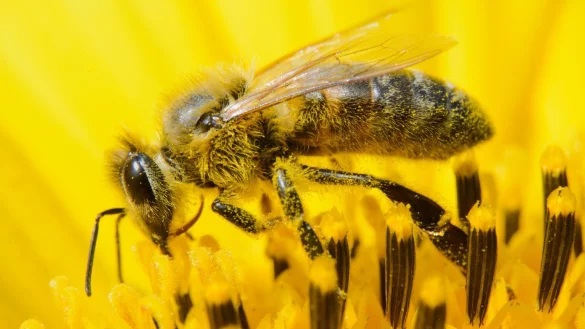 Kampf gegen das Bienensterben - &copy; Foto: Julian Stratenschulte/dpa