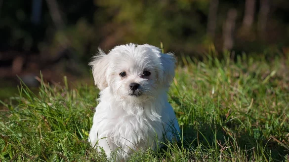 Symbolbild Hund - &copy; Pixabay