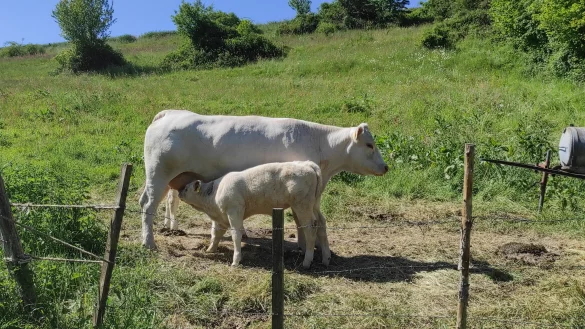 Diesen K&uuml;hen geht es gut - anders verh&auml;lt es sich m&ouml;glicherweise mit den Tieren, &uuml;ber die Peta informiert worden ist. - &copy; Svenja Ludwig