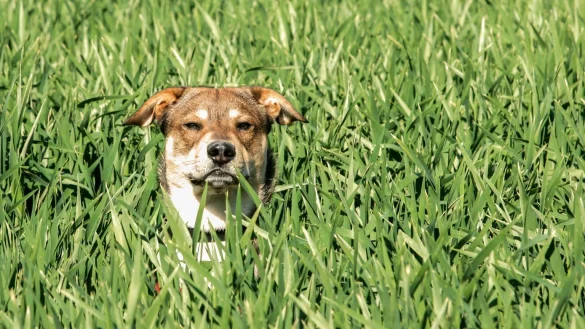 Hund im Feld - &copy; Foto: Markus Scholz