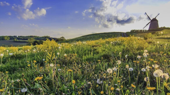 Die Bavenhauser Windm&uuml;hle im Fr&uuml;ling ist einen Besuch wert. - &copy; Leserfoto: B&auml;rbel Hertrampf