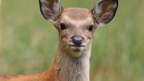 Hingucker: Das Sikawildkalb im Schwelentruper Gehege guckt neugierig in Richtung des Fotografen. Dieses Bild ist Marc Goedecke gelungen. - &copy; Privat