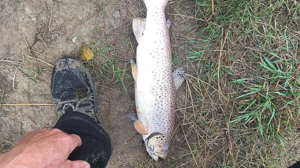 Tod in der Bega: Auch diese Bachforelle hat das vergangene Wochenende nicht &uuml;berlebt. - &copy; Sportfischerverein Bad Salzuflen