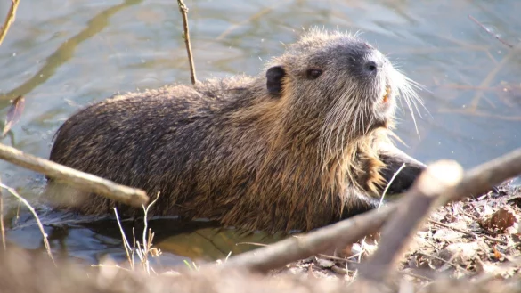Der Biber ist mit einer K&ouml;rperl&auml;nge von bis zu 120 cm und einem Gewicht von etwa 30 kg das gr&ouml;&szlig;te Nagetier Europas. - &copy; Pixabay