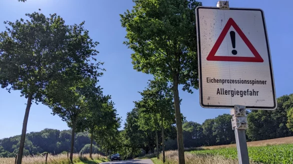 Hinweise auf Gefahren duch den Eichenprozessionsspinner: Die Raupen können sich negativ auf Menschen und Tiere auswirken. Schuld daran sind vor allem die giftigen Brennhaare. - © Anja Hanneforth