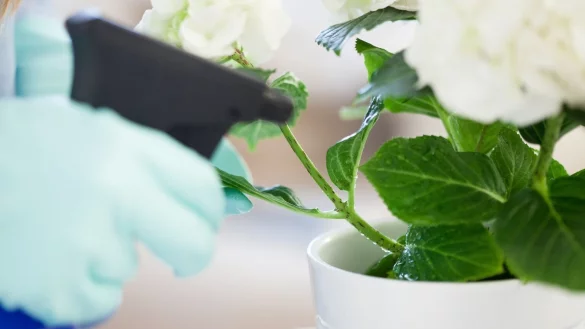 Was tun bei Spinnmilbenbefall? - &copy; Foto: Christin Klose/dpa-tmn/Illustration