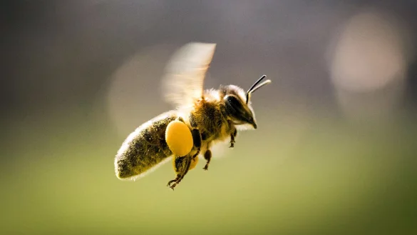 Biene mit Pollenh&ouml;schen - &copy; Foto: Frank Rumpenhorst