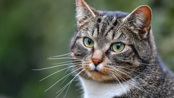 Katze - &copy; Foto: Patrick Pleul