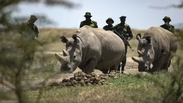 Breitmaulnashorn - &copy; Foto: Ben Curtis/AP