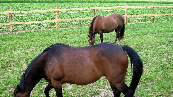 Die beiden "Quarter Horse"-Stuten "Beauty" (vorn) und "Silky". Mittlerweile stehen sie nicht mehr auf ihrer Koppel in Belke-Steinbeck, sondern in Bruchm&uuml;hlen. - &copy; FOTO: PRIVAT