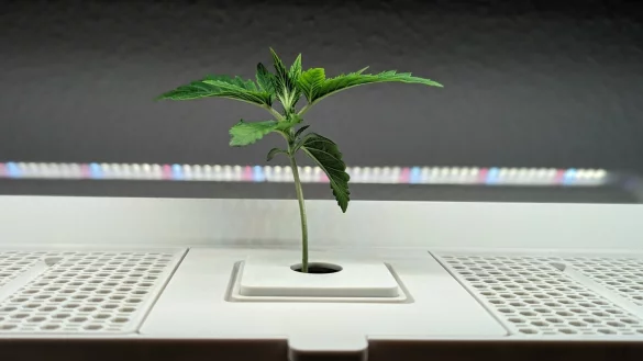 Die Pflanzen brauchen einige sonnige Monate, bis sie erntereif sind. Um jetzt noch einen Anbau im Freien zu beginnen, ist es f&uuml;r dieses Jahr bereits zu sp&auml;t. - &copy; Yvonne Glandien