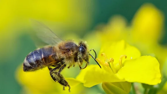 - &copy; Patrick Pleul/dpa