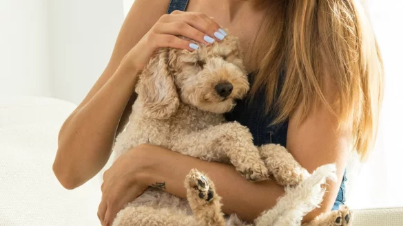 Kuscheln versetzt Hunde in Stress - &copy; Foto: Christin Klose/dpa-tmn