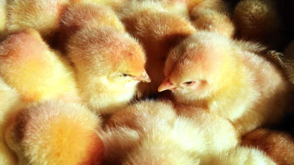 M&auml;nnliche K&uuml;ken - &copy; Foto: Bernd W&uuml;stneck/Illustration