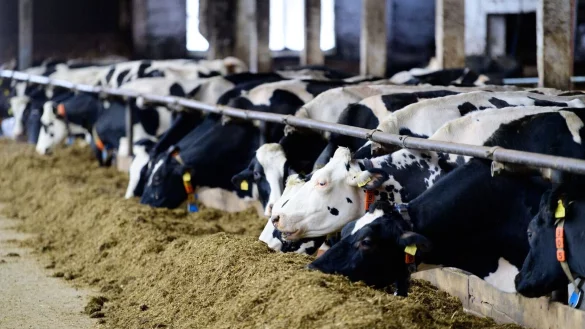 - &copy; Soeren Stache/dpa-Zentralbild/dpa