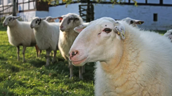 Die Schafe im Freilichtmuseum Detmold bekommen am Sonntag beim „Aktionstag Schafschur“ ihre „Sommerfrisur“. - © LWL/Jähne