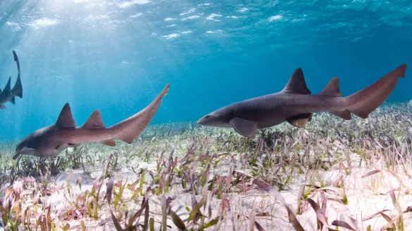 Haie - &copy; Foto: Antonio Busiello/WWF-US/dpa