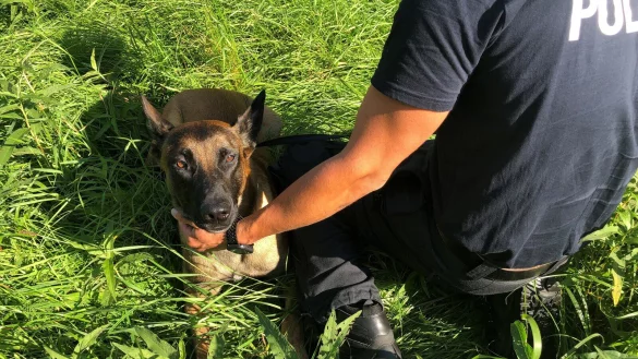Polizeihund &bdquo;Butz" ist ein Malinois, ein belgischer Sch&auml;ferhund. Eines seiner Aufgabengebiete ist es, Einbrecher zu stellen, wenn sich diese noch im Geb&auml;ude befinden. - &copy; Sven Kienscherf