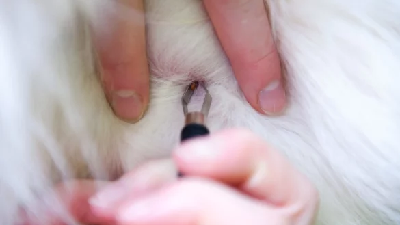 Zecke richtig entfernen - &copy; Foto: Andrea Warnecke/dpa-tmn