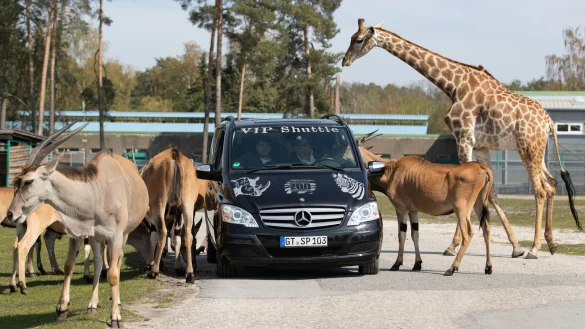 16.04.2020, Nordrhein-Westfalen, Schloß Holte-Stukenbrock: Eine Giraffe und Antilopen werden aus einem VIP Shuttle heraus gefüttert. Das Safariland Stukenbrock kann seinen Betrieb unter Auflagen wieder aufnehmen. Die Besucher fahren mit Autos durch den Park. Von daher ist eine Öffnung in Absprache mit den Behörden möglich geworden. - © Friso Gentsch/dpa