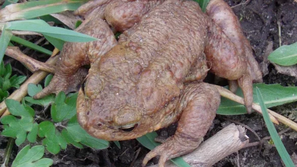 Amphibien wie diese Erdkr&ouml;te machen sich bald wieder auf ihren gef&auml;hrlichen Weg. Foto: NABU Leopoldsh&ouml;he/Dirk Rosenlicht - &copy; NABU Leopoldsh&ouml;he/Dirk Rosenlicht