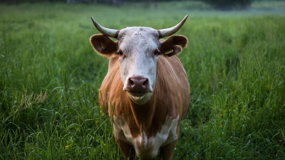 Eine entlaufene Kuh hat am Sonntagabend einen Verkehrsunfall verursacht. - © Symbolbild: Pixabay