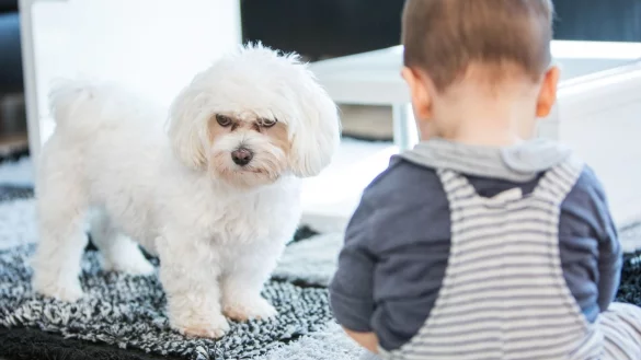 Ein Kleinkind mit einem kleinen wei&szlig;en Hund. - &copy; Foto: Christin Klose/dpa-tmn