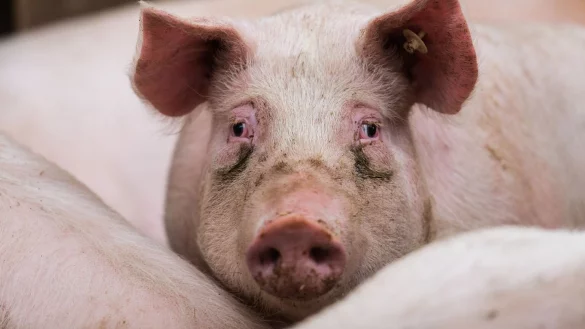 Hausschweine - &copy; Foto: Andreas Arnold/dpa