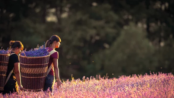 Bald beginnt wieder die Ernte: Auf den Feldern in Fromhausen steht der Lavendel zur Zeit in voller Bl&uuml;te. - &copy; Archivfoto: Torben Gocke