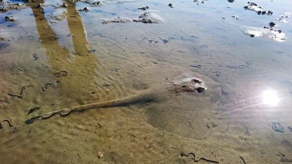 Seltener Nagelrochen - &copy; Foto: Uilke van der Meer/privat/dpa