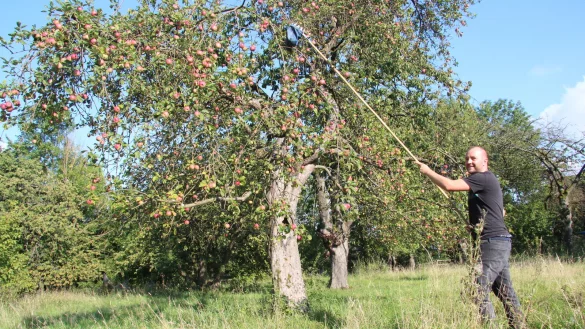 Benjamin Tiedt erntet die &Auml;pfel f&uuml;r den eigenen Bedarf mit einem Apfelpfl&uuml;cker. Ein Gro&szlig;teil wird daraus zu Apfelsaft gepresst. - &copy; Cordula Gr&ouml;ne