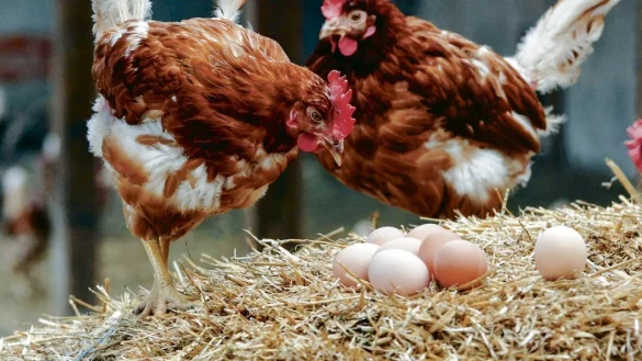 Freilandhaltung ist in NRW nicht mehr &uuml;berall erlaubt: Das Risiko der 
Verbreitung von Vogelgrippe wird weiter als hoch eingesch&auml;tzt. - &copy; DPA