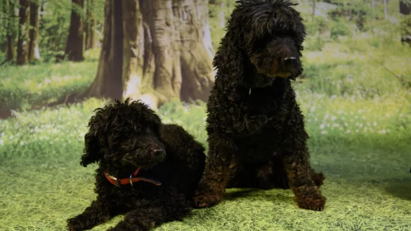 Nach einem Notfall im Tierheim gelandet: Aki und Totto. - &copy; Tierschutzverein Bielefeld