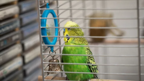 Wellensittich im K&auml;fig - &copy; Foto: Christin Klose/dpa-tmn