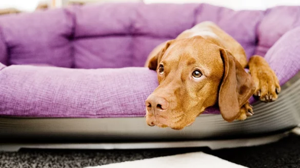 Hund allein zu Hause - &copy; Foto: Monique W&uuml;stenhagen/dpa-tmn