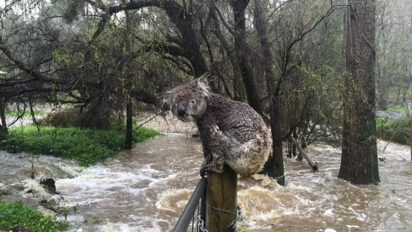 Koala in Australien - &copy; Foto: Aussie Ark/dpa
